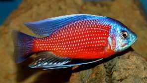 Copadicromis cadango: вміст, сумісність, розведення, фото